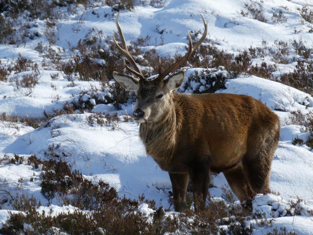Caman House Apt 2 - By Where Stags Roar Newtonmore Kültér fotó